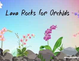 Lava Rock for Orchids
