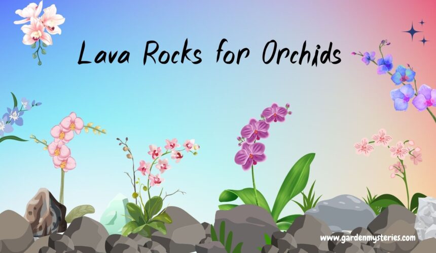 Lava Rock for Orchids