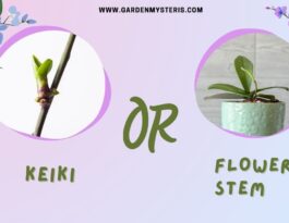 orchid keiki or flower spike
