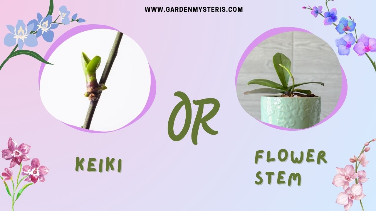 orchid keiki or flower spike