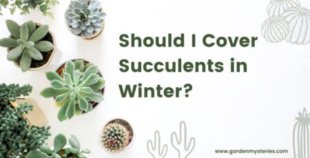 Should I Cover Succulents in Winter