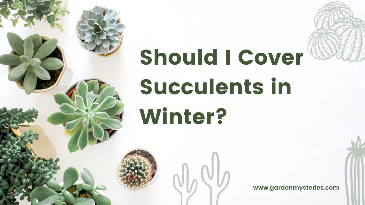 Should I Cover Succulents in Winter