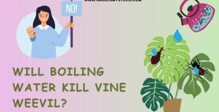 Will boiling water kill vine weevils?
