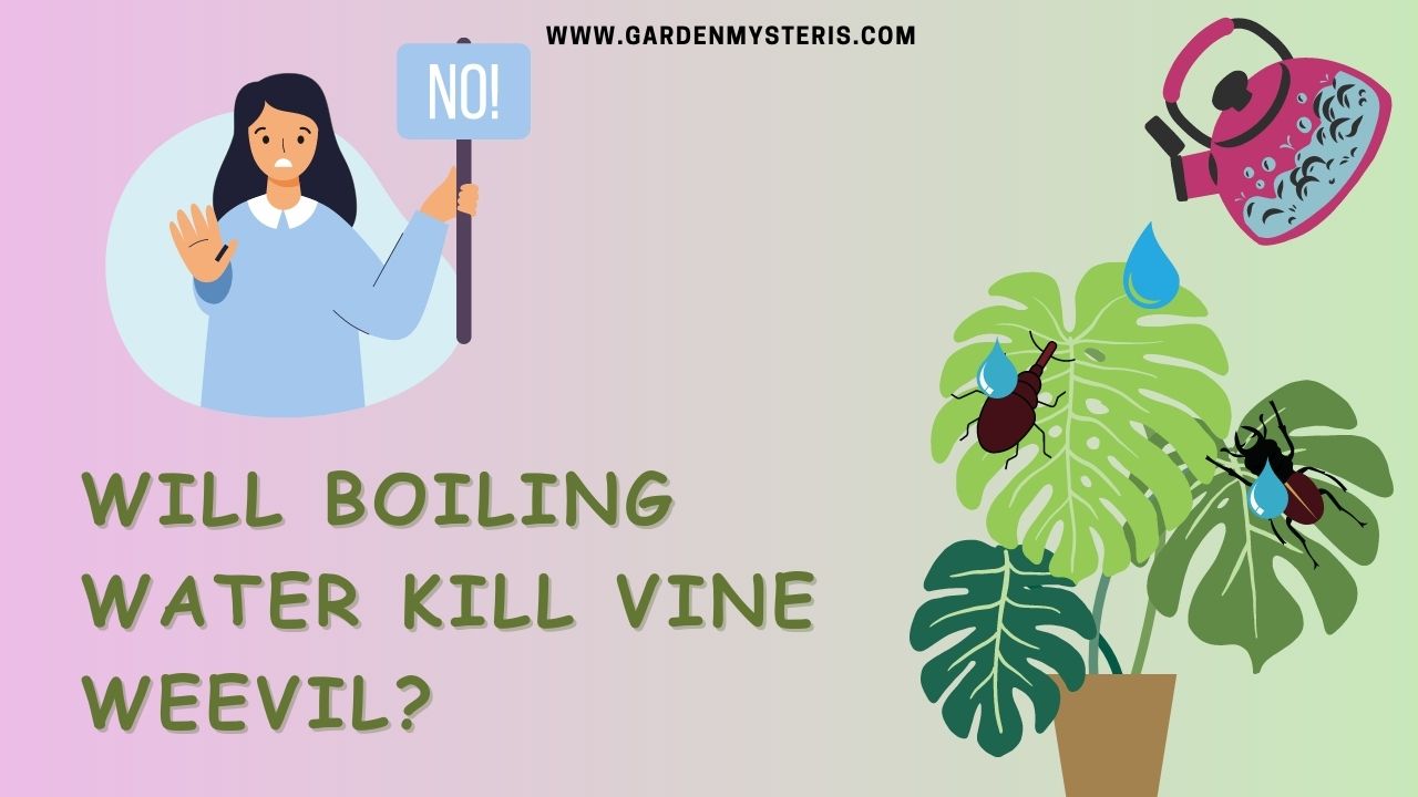 Will boiling water kill vine weevils?