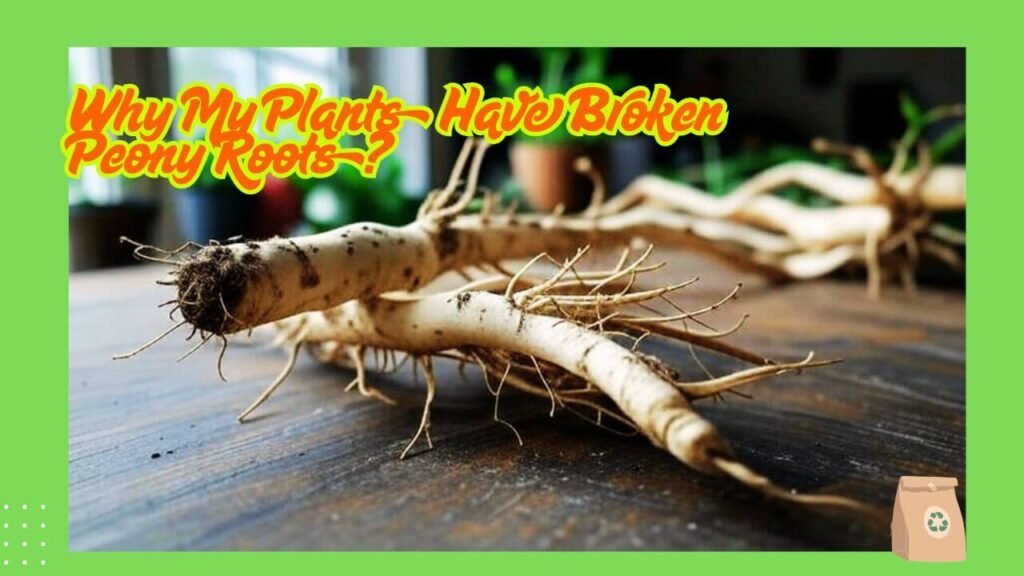 Causes of Broken Peony Roots