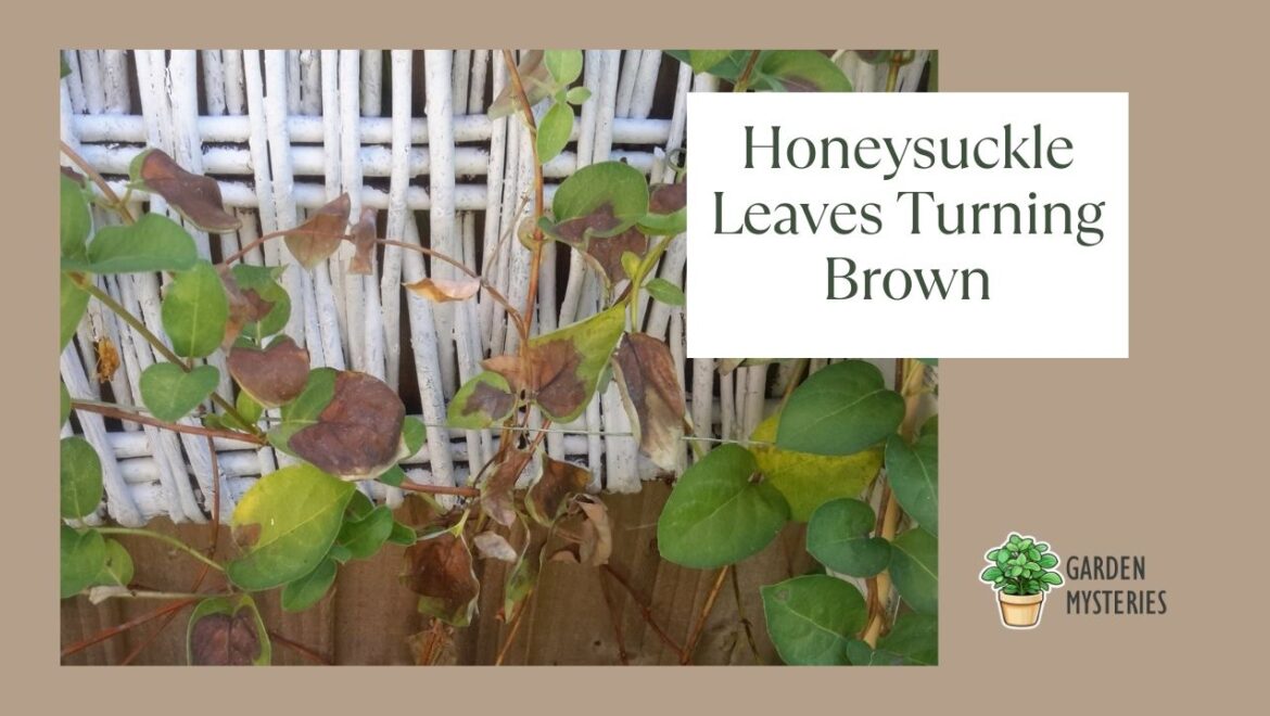 No, it’s not normal to have brown honeysuckle leaves. ‘Why are my honeysuckle leaves turning brown?’ people then ask.