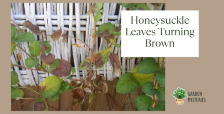 No, it’s not normal to have brown honeysuckle leaves. ‘Why are my honeysuckle leaves turning brown?’ people then ask.