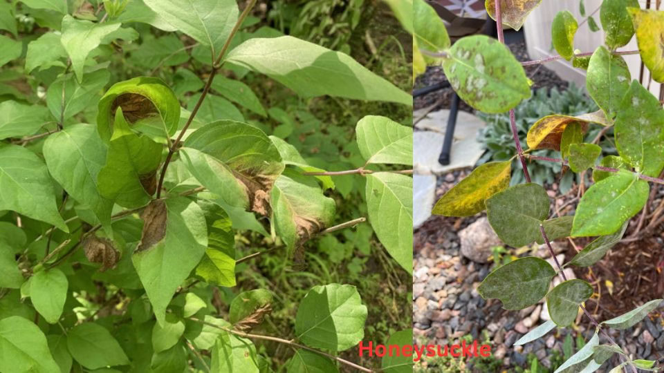 honeysuckle leaves turning brown