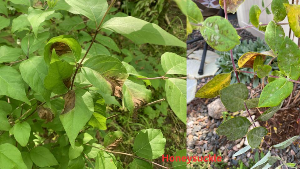 Honeysuckle Leaves Turning Brown