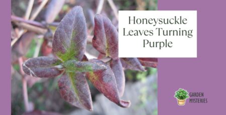 Why Are My Honeysuckle Leaves Turning Purple?