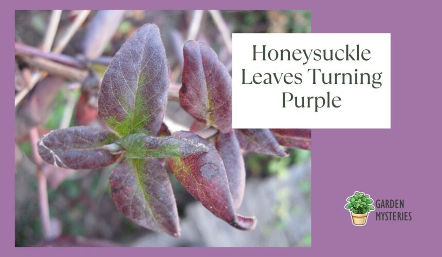 Why Are My Honeysuckle Leaves Turning Purple?