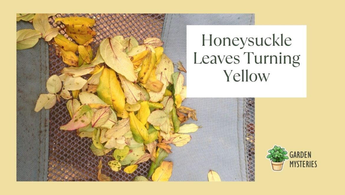 honeysuckle leaves turning yellow and falling leaves.