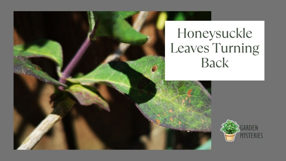 Honeysuckle Leaves Turning Black