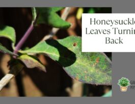 Honeysuckle Leaves Turning Black
