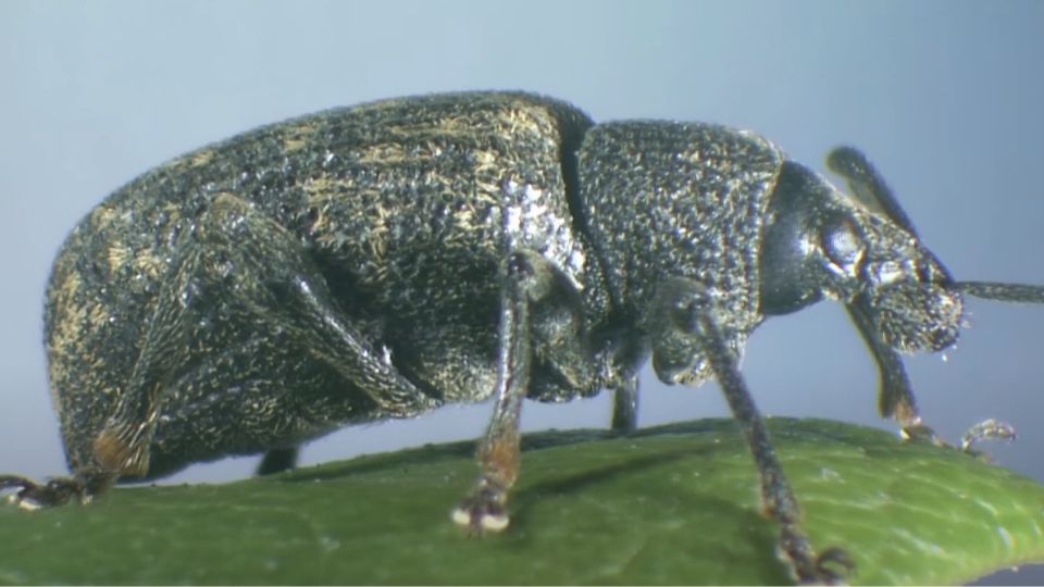What Is Vine Weevil