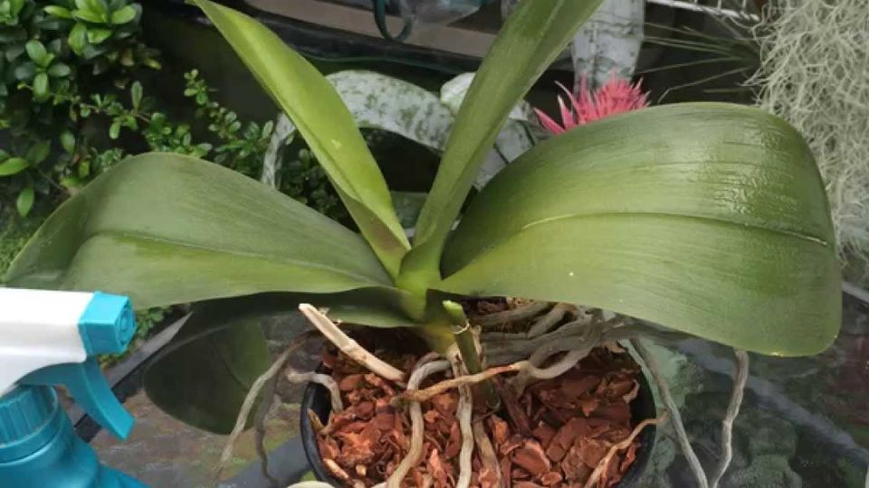 where to cut orchid stem 
