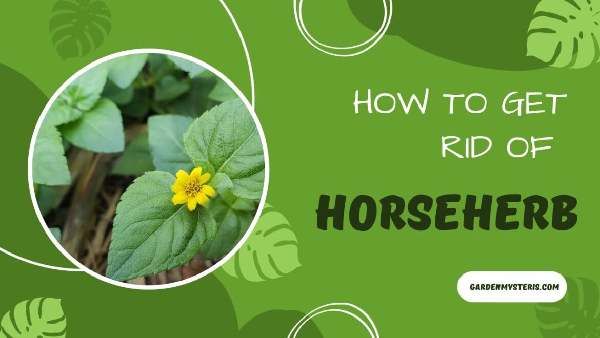 How to Get Rid of Horseherb?