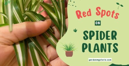 red spots on spider plant