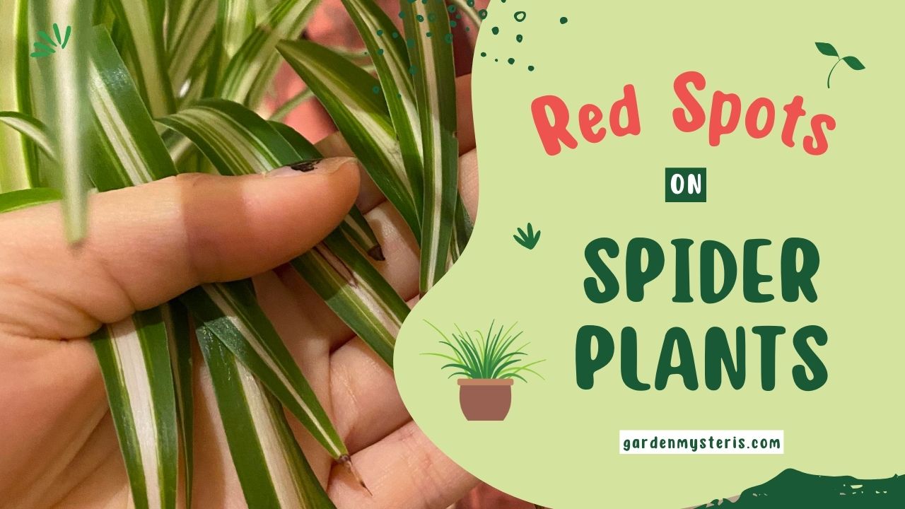 Red Spots On Spider Plant 