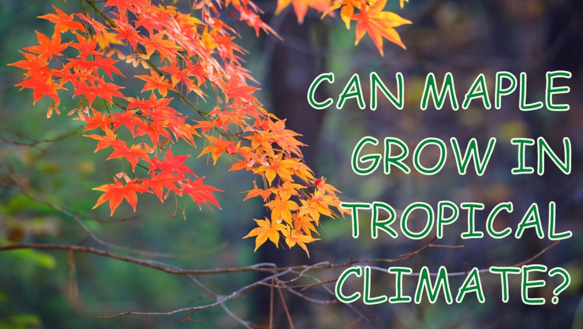 can maple grow in tropical climate