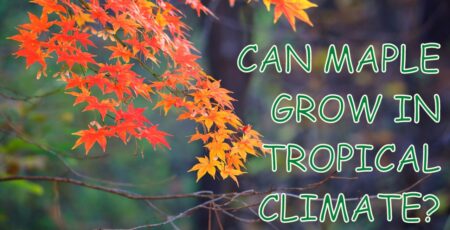 can maple grow in tropical climate