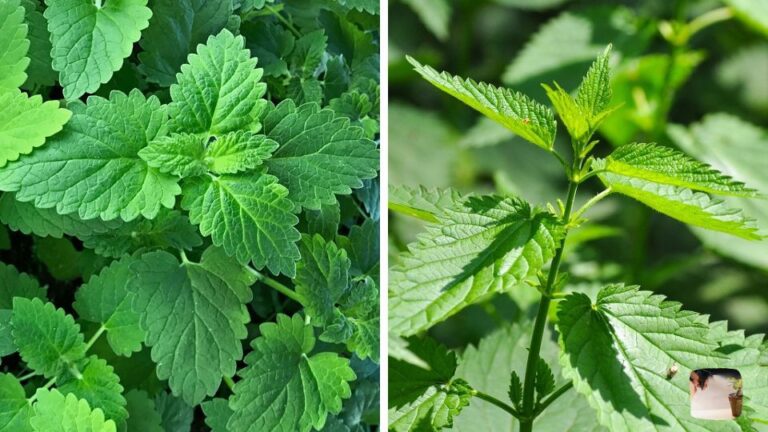 Stinging Nettle vs Catnip: Learn How to Identify - Garden Mysteries