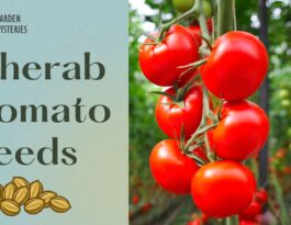 Cherubs tomatoes