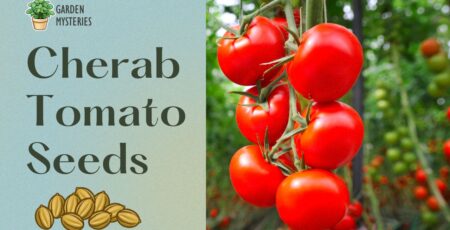 Cherubs tomatoes