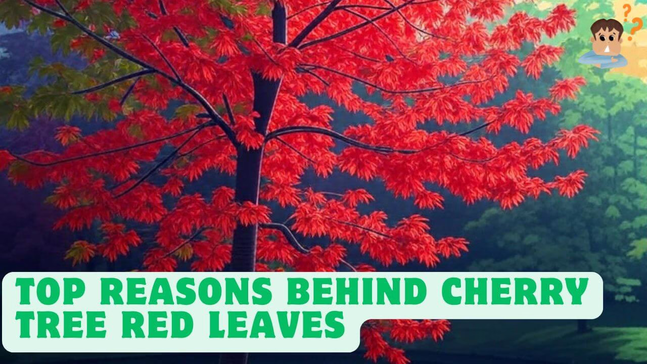 Cherry Tree Red Leaves: Causes and Varieties