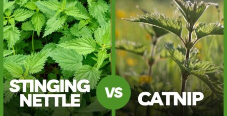 Stinging Nettle vs Catnip
