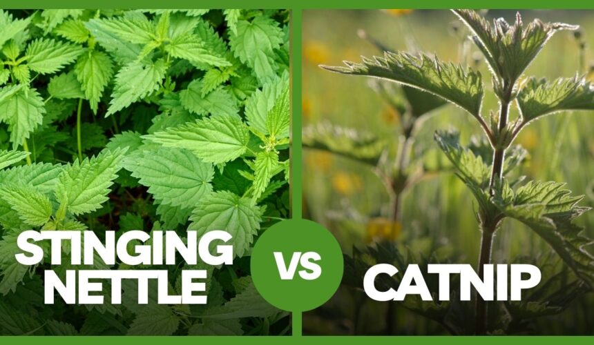 Stinging Nettle vs Catnip