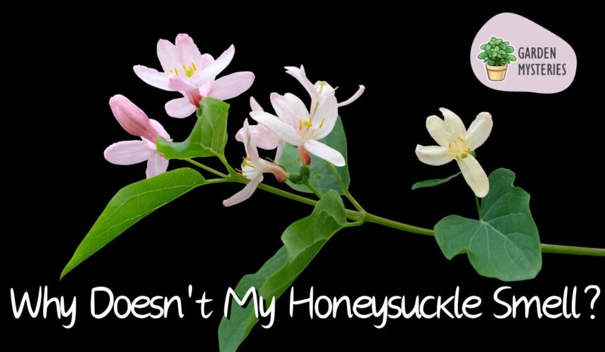honeysuckle plant