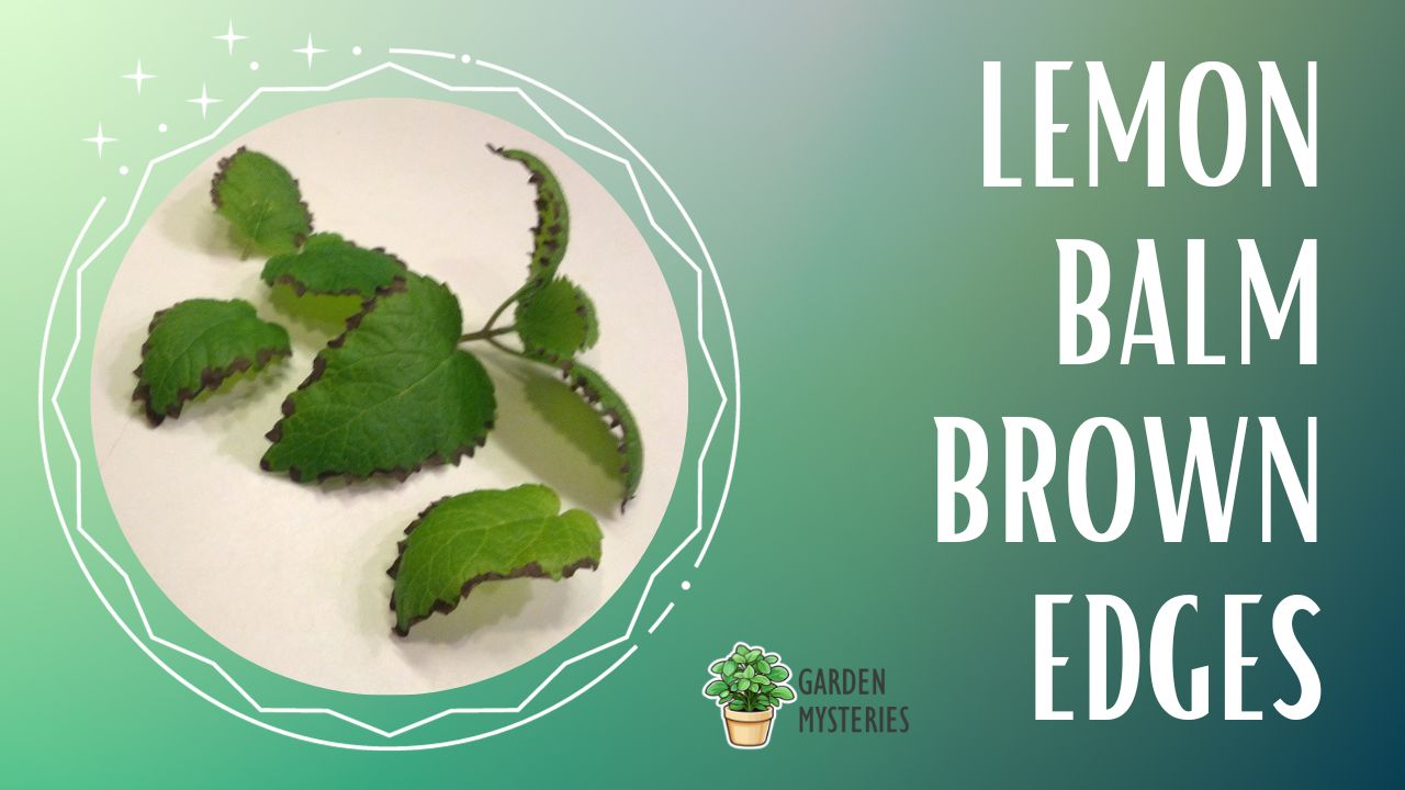 lemon balm images