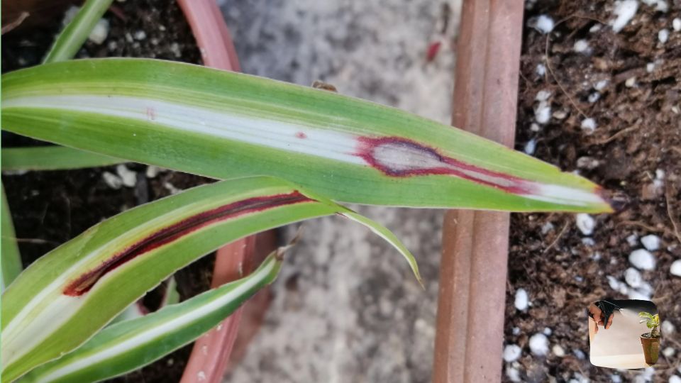 Red Spots On Spider Plant 