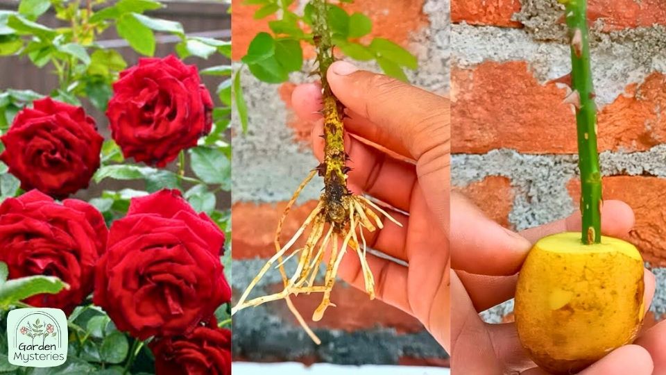 Rose Cuttings Only Growing Leaves But Not Roots