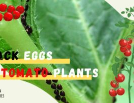 black eggs on the tomato leaves are from various insect pests