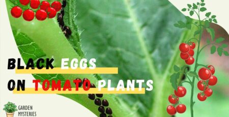 black eggs on the tomato leaves are from various insect pests