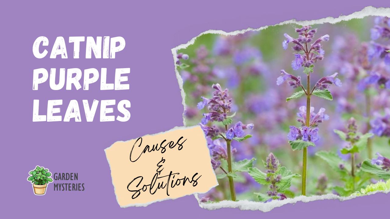 Why Does My Catnip Growing Purple Leaves? - Garden Mysteries