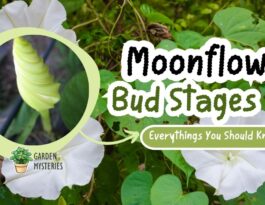 The moonflower bud stages