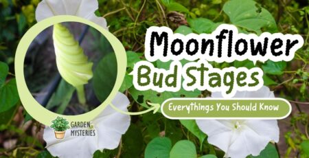 The moonflower bud stages