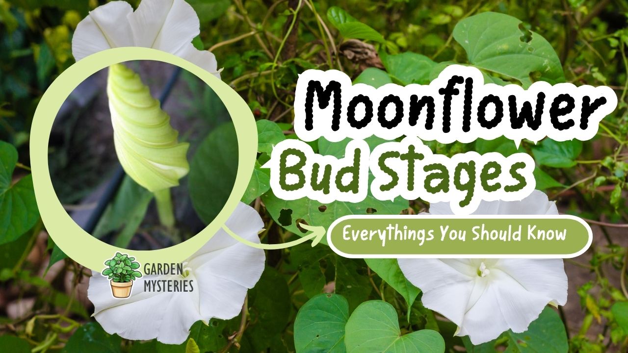 The moonflower bud stages