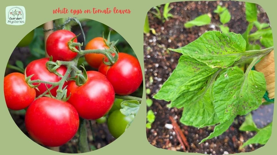 tomato plants pests