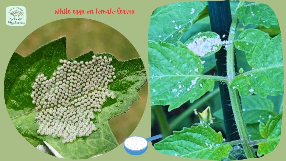 white eggs on tomato leaves