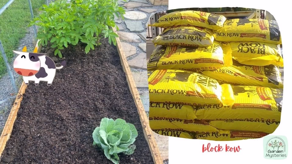 Disadvantages black kow manure