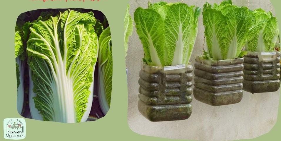 napa cabbage green 