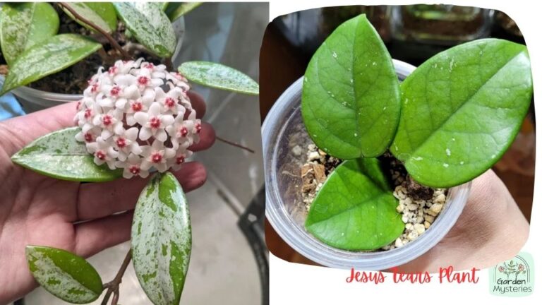 Jesus Tears Plant: Everything You Need to Know About - Garden Mysteries