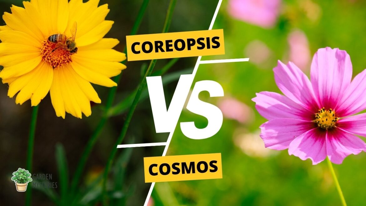 coreopsis vs cosmos