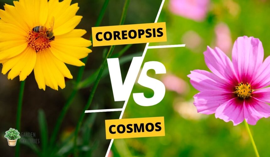 coreopsis vs cosmos
