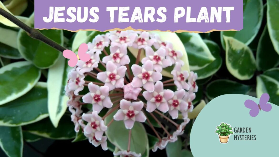 Jesus Tears Plant: Everything You Need to Know About - Garden Mysteries