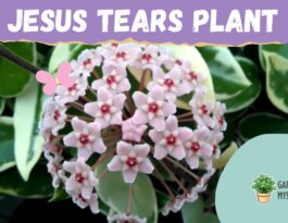 Jesus Tears Plant - wax